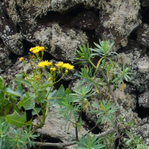 Wandern auf Lanzarote Tour 5: Monte Corona Flora