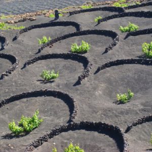 Lanzarote leicht und flach 2: La Geria