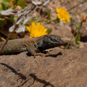 Lanzarote Wandertour 13: Durch das Taubental