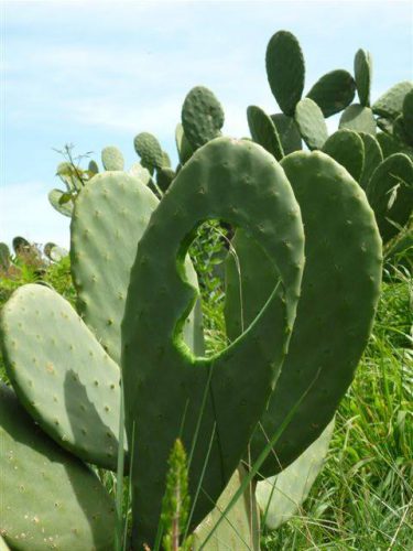 lanzarote wandern herz opuntie