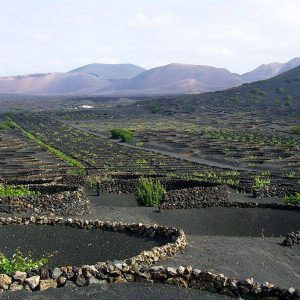 la geria wein wanderurlaub lanzarote lanzatrekk