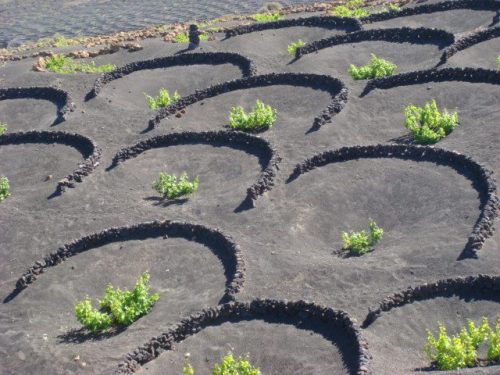 Wandern Lanzarote La Geria Wein