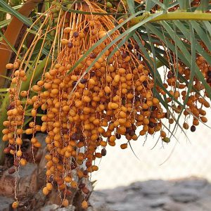 wanderurlaub lanzarote lanzatrekk palme