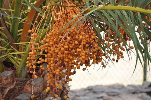 wanderurlaub lanzarote lanzatrekk palme