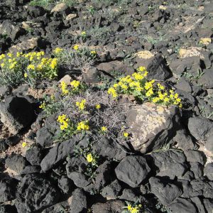 flechten wanderurlaub lanzarote lanzatrekk