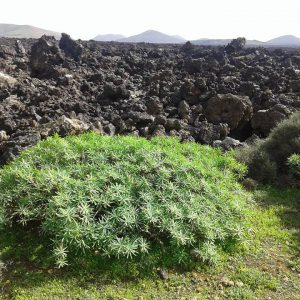 wanderurlaub lanzarote lanzatrekk