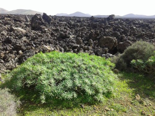 wanderurlaub lanzarote lanzatrekk